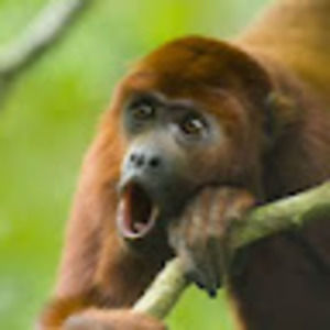 Meet your Posher, Connor